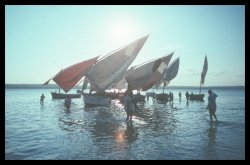 Sailing Dhows, Inhambane, Mozambique, Africa